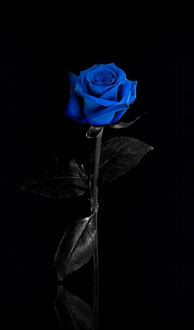 Image result for Rose Flower Aesthetic