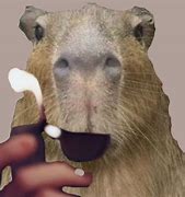 Image result for Capybara with Long Emoji Nails