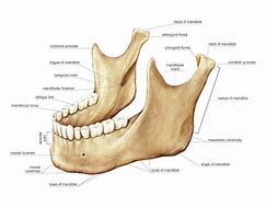 Image result for Mandible Jaw Bone