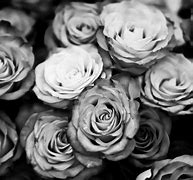 Image result for Red Roses Black and White Vintage Backgrounds