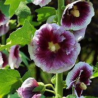 Image result for Alcea rosea crème de cassis