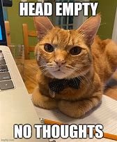 Image result for No Thoughts Cat Meme