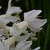 Image result for Narcissus Emcys
