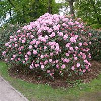 Image result for Rhododendron (T) Scintillation