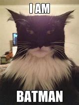 Image result for Cat with Bat Meme