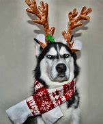 Image result for Husky Christmas Meme