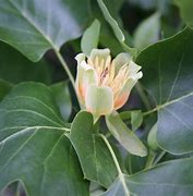 Image result for Liriodendron tulipifera
