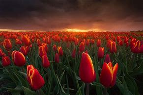 Image result for Tulip Fields in Netherlands Amsterdam Sunset