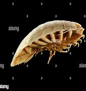 Image result for Isopod Aquarium