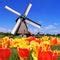 Image result for Dutch Windmill with Tulips