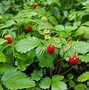 Image result for Types of Strawberry