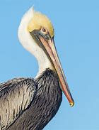 Image result for Pelican Face