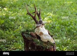 Image result for Deer Skull Profile