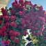 Image result for Rosa Flammentanz (r)