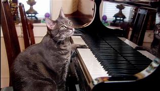 Image result for Animals Playing Piano