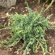 Image result for Juniperus horizontalis Wiltonii