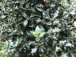 Image result for Ilex aquifolium Alaska