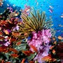 Image result for coral�fwro
