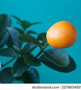 Image result for Kumquat Orgin