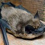 Image result for Bat Traps Attic
