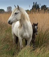 Image result for Camargue Horse Breed