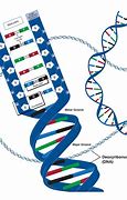 Image result for DNA Sequencing Picture to Easily Understand
