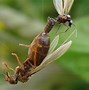 Image result for Small Winged Ants