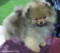 Image result for Pomeranian Stages