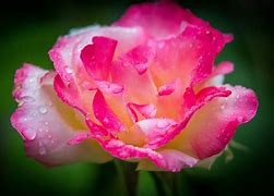 Image result for Macro Flowers Rose