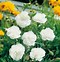 Image result for Dianthus Doris (Plumarius-Group)