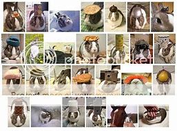 Image result for Pet Bunny Memes