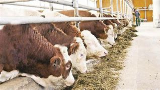 Image result for Cattle with Multiple Brands Rustler