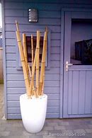 Image result for Bamboo Stick