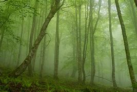 Image result for Mystical Foggy Forest