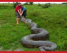 Image result for Green Anaconda Next to Human