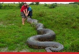 Image result for Giant Anaconda Attack Human