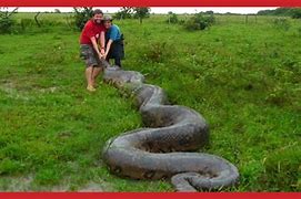 Image result for Biggest Snake Ever Recorded