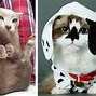 Image result for Cat Funny Face Cheeks