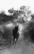 Image result for The King of Wild Horses