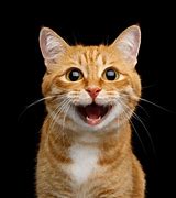 Image result for Cat Smiling with Mouth Open