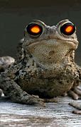 Image result for Arson Frog