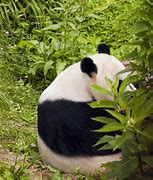 Image result for Panda Sitting Forwad