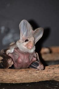 Image result for Baby Ghost Bat