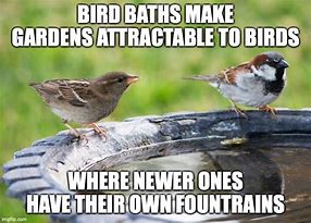 Image result for Bird Houses in Bird Bath Meme