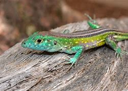 Image result for Rainbow Lizard