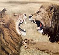Image result for Animals Fighting Art