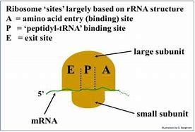 Image result for E-Sites
