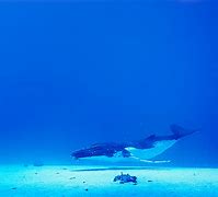 Image result for Under the Sea Wallpaper 4K