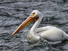 Image result for White Pelican