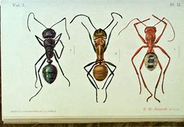 Image result for Ant Life Cycle